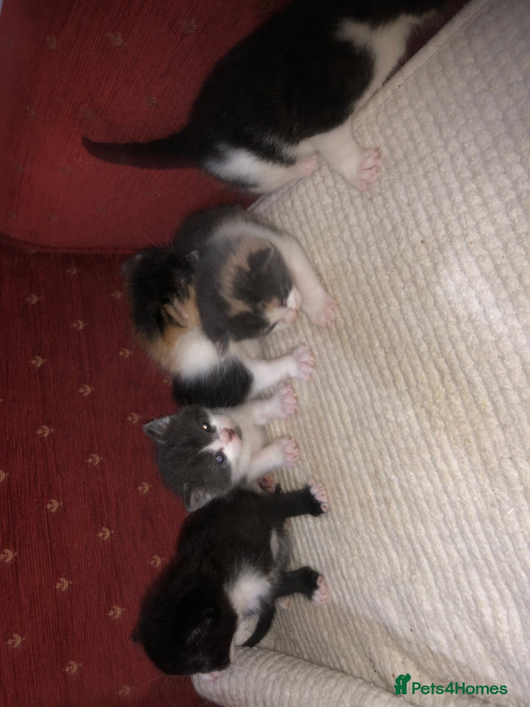 Mixed Breed cats for sale: 5 kittens for sale - Image 17