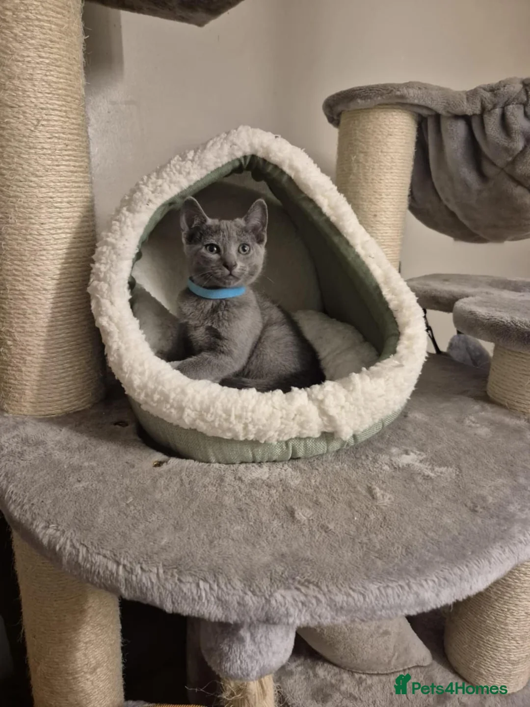 Russian Blue cats for sale: Beautiful Russian Blue Boy for Sale - Advert 3