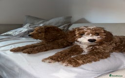 Cavapoo dogs for sale: 5 month old Trained stunning Cavapoo  - Image 8