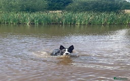Border Collie dogs for sale: Border collie named Harley - Image 6