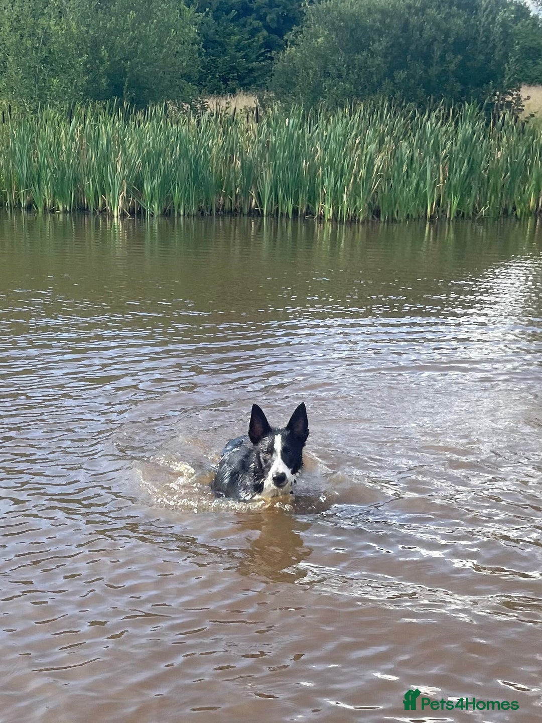 Border Collie dogs for sale: Border collie named Harley - Image 6