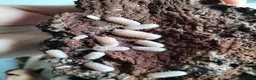 Isopods invertebrates for sale: Isopods Cubaris Ardentiella Sinodillo Spherillo  in Telford - Advert 2