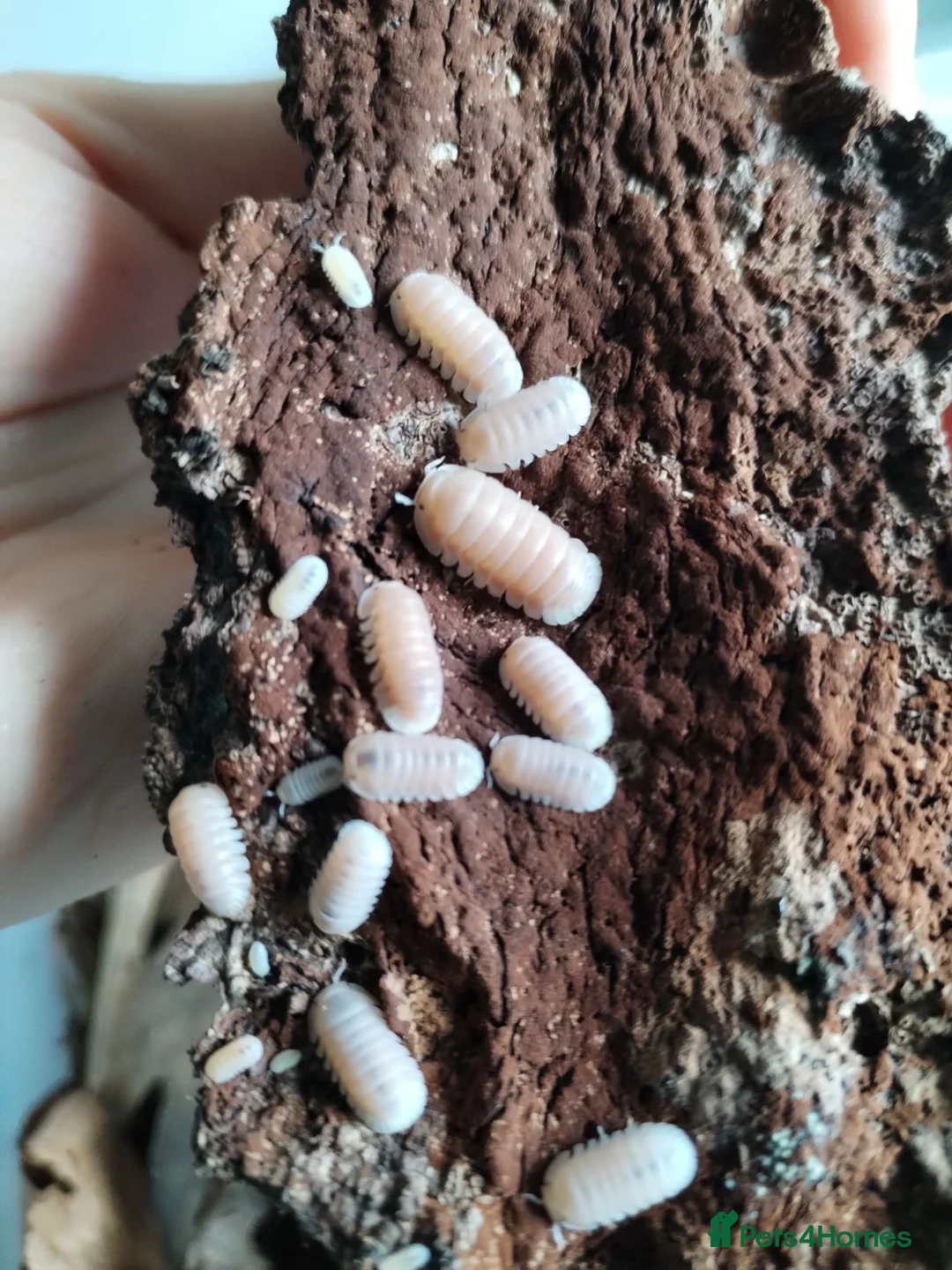 Isopods invertebrates for sale: Isopods Cubaris Ardentiella Sinodillo Spherillo  in Telford - Advert 2
