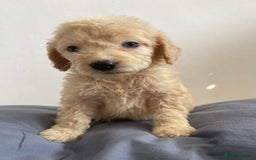 Cockapoo dogs for sale: Cockapoo puppies  - Image 7