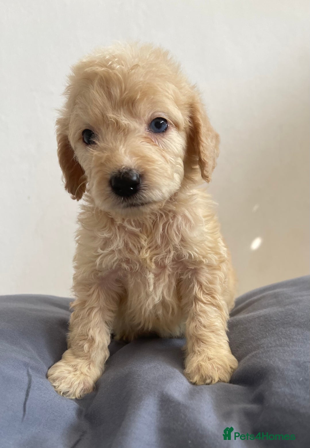 Cockapoo dogs for sale: Cockapoo puppies  - Image 7