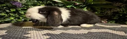 Mini Lop rabbits for sale: 🐰Pure breed mini lops ready to go 🐰 - Advert 13