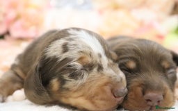 Miniature Dachshund dogs for sale: KC Miniature Dachshund Puppies - Image 6