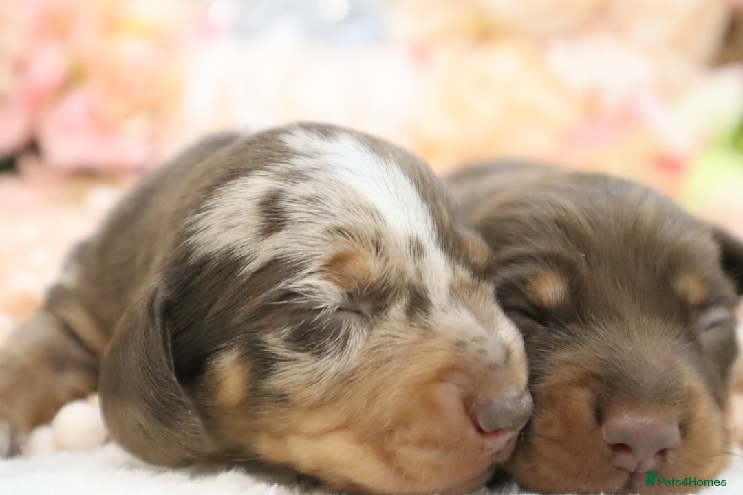 Miniature Dachshund dogs for sale: KC Miniature Dachshund Puppies - Image 6