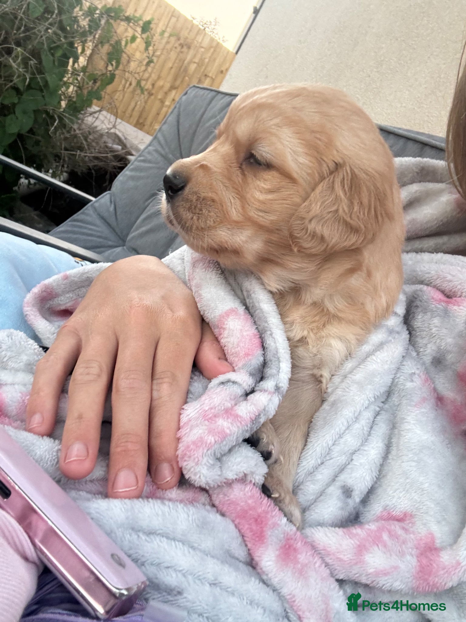 Golden Retriever dogs for sale: Stunning kc golden retriever puppies 🐶  in Ashford - Advert 22