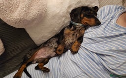 Miniature Dachshund dogs for sale: *URGENT REHOME* Minature Dachsund Male 11 Months - Image 9