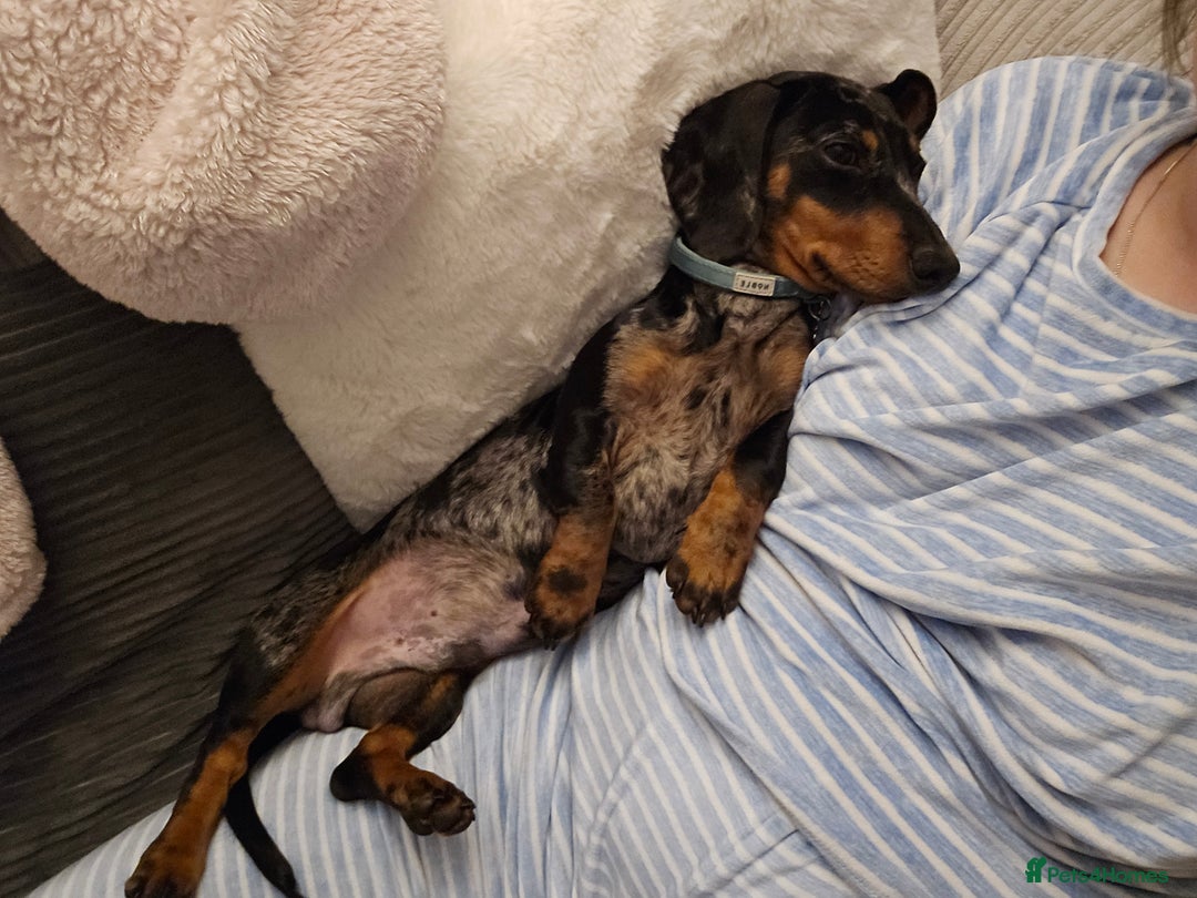 Miniature Dachshund dogs for sale: *URGENT REHOME* Minature Dachsund Male 11 Months - Image 9