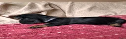 Dachshund dogs for sale: 5 Standard wire hair daschunds - Advert 7