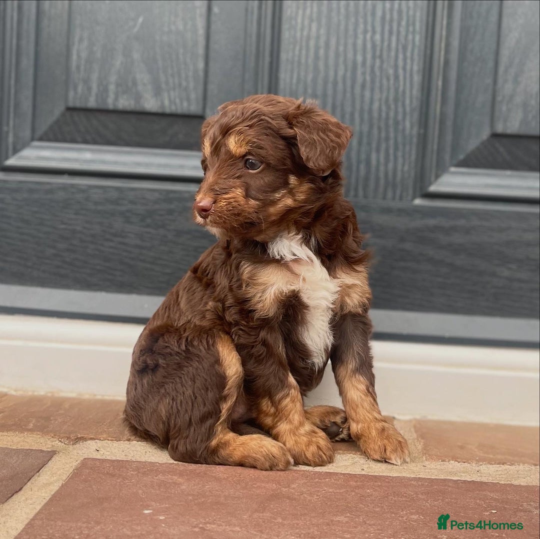 Bordoodle dogs for sale: OUTSTANDING *TRI COLOUR* MINIATURE BORDOODLES - Image 12