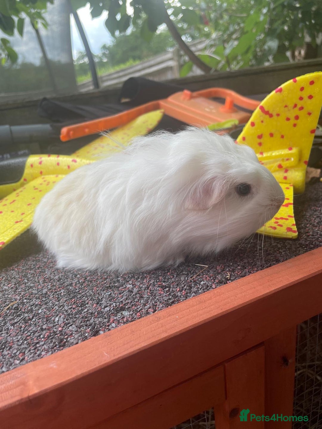 Guinea Pig rodents for sale: Peruvian cross Silkie baby gunieapigs  - Image 14