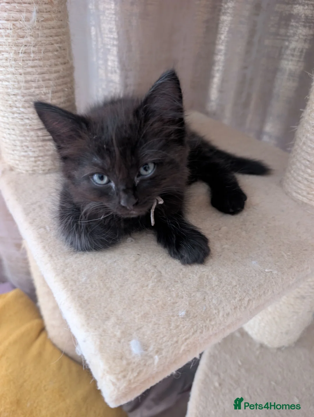 Mixed Breed cats for sale: Beautiful Blue-Eyed Kittens  - Advert 20