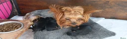 Yorkshire Terrier dogs for sale: Puppies Yorkshire terrier  - Advert 1
