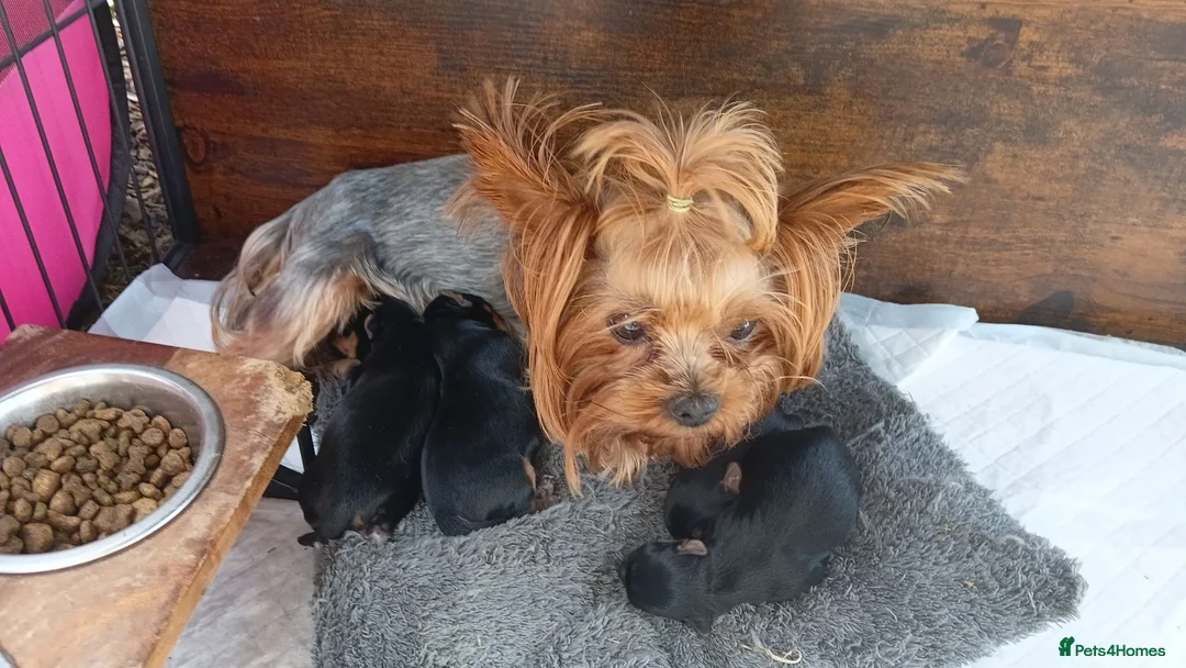 Yorkshire Terrier dogs for sale: Puppies Yorkshire terrier  - Advert 1