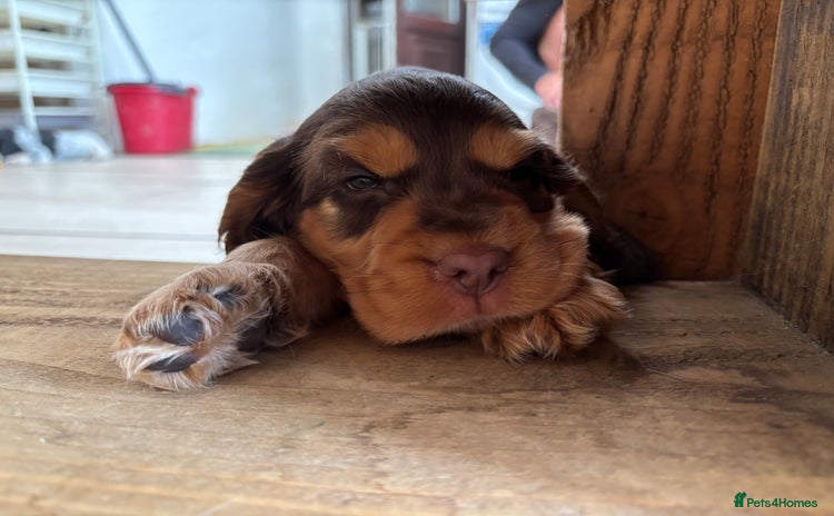 Cocker Spaniel dogs - Advert 4