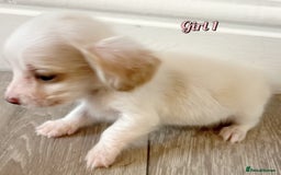 Miniature Dachshund dogs for sale: Longhaired piebald miniature dachshund pups  - Image 1