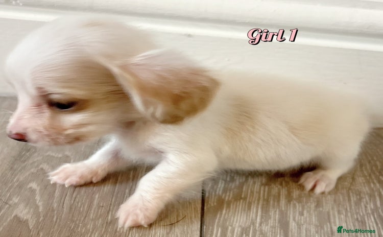 Miniature Dachshund dogs - Advert 1