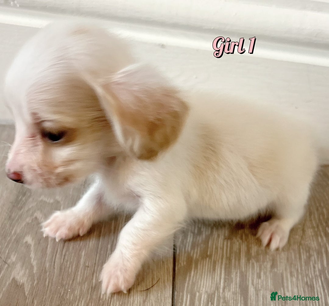 Miniature Dachshund dogs for sale: Longhaired piebald miniature dachshund pups  - Image 1