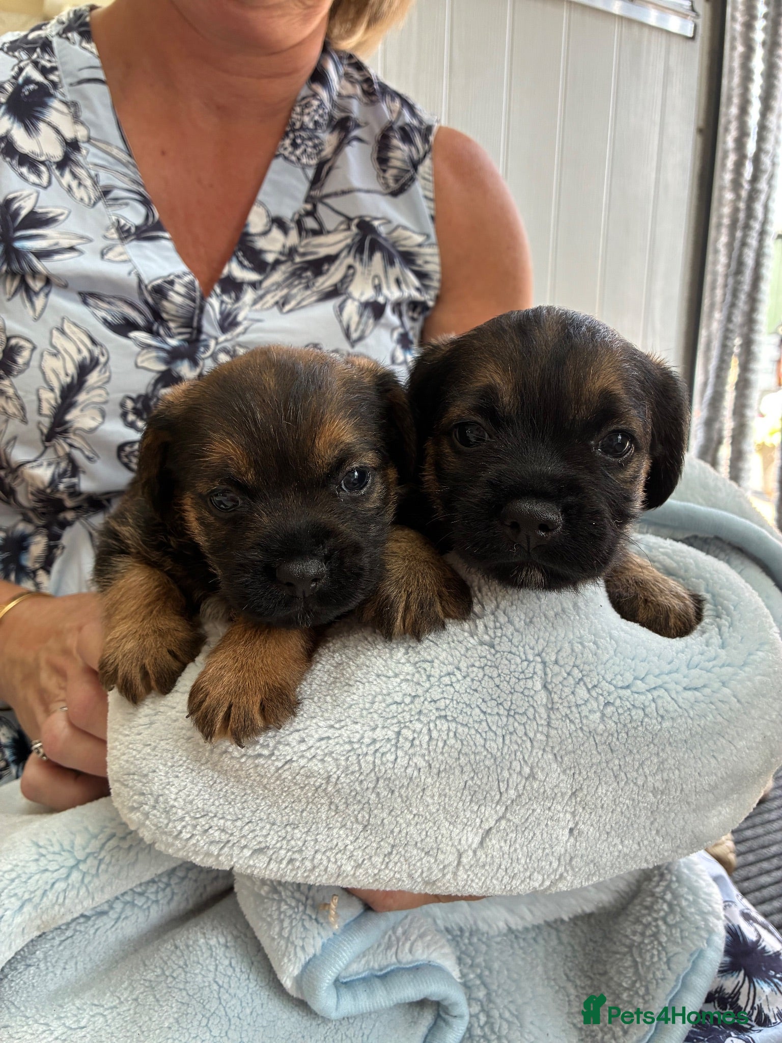 Border Terrier dogs Beautiful blue and tans Borders  - Advert 16