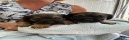 Border Terrier dogs for sale: Beautiful blue and tans Borders  in Doncaster - Advert 1