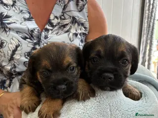 Border Terrier dogs Beautiful blue and tans Borders - Advert 4