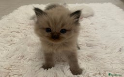Ragdoll cats for sale: Ragdoll Kittens Male & Female - Image 20