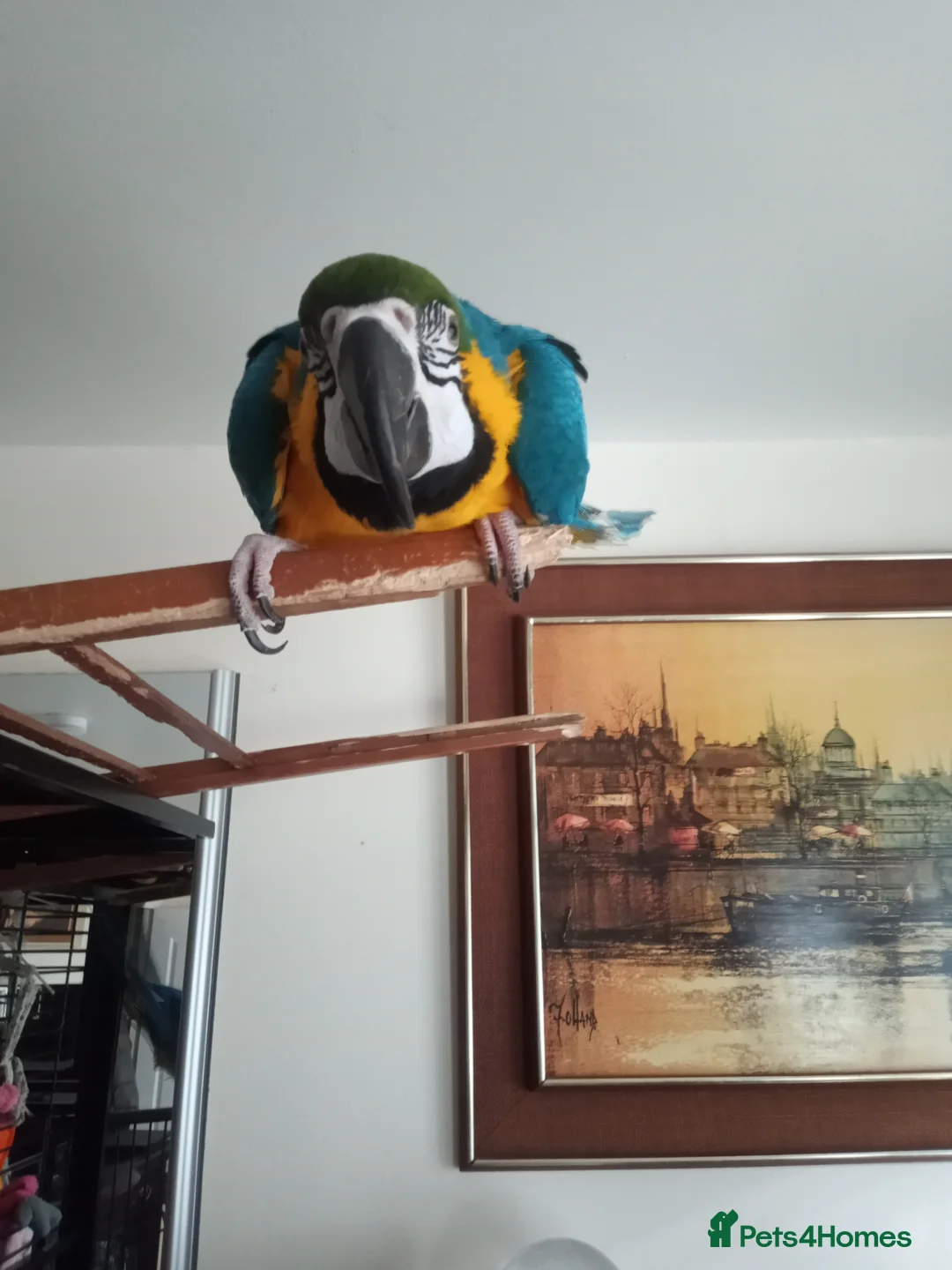 Macaws birds for sale: Macaw pair  in London - Advert 2