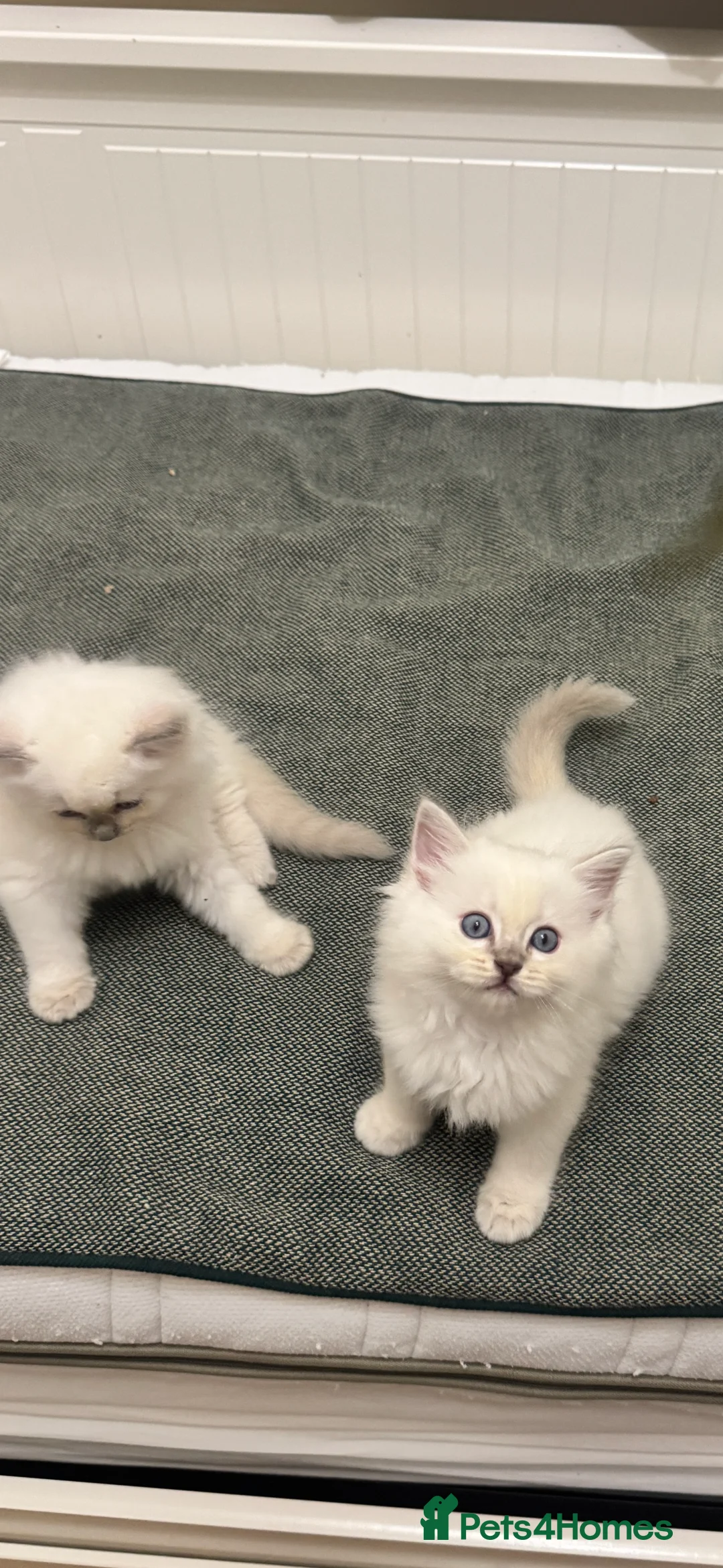 Ragdoll cats for sale: GCCF reg , Rare and icy  white Lilac kittens  - Advert 14