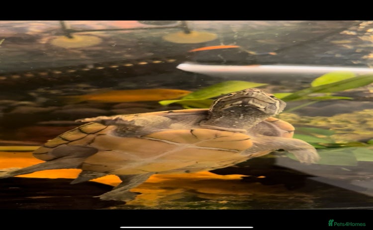 Terrapin reptiles - Advert 1