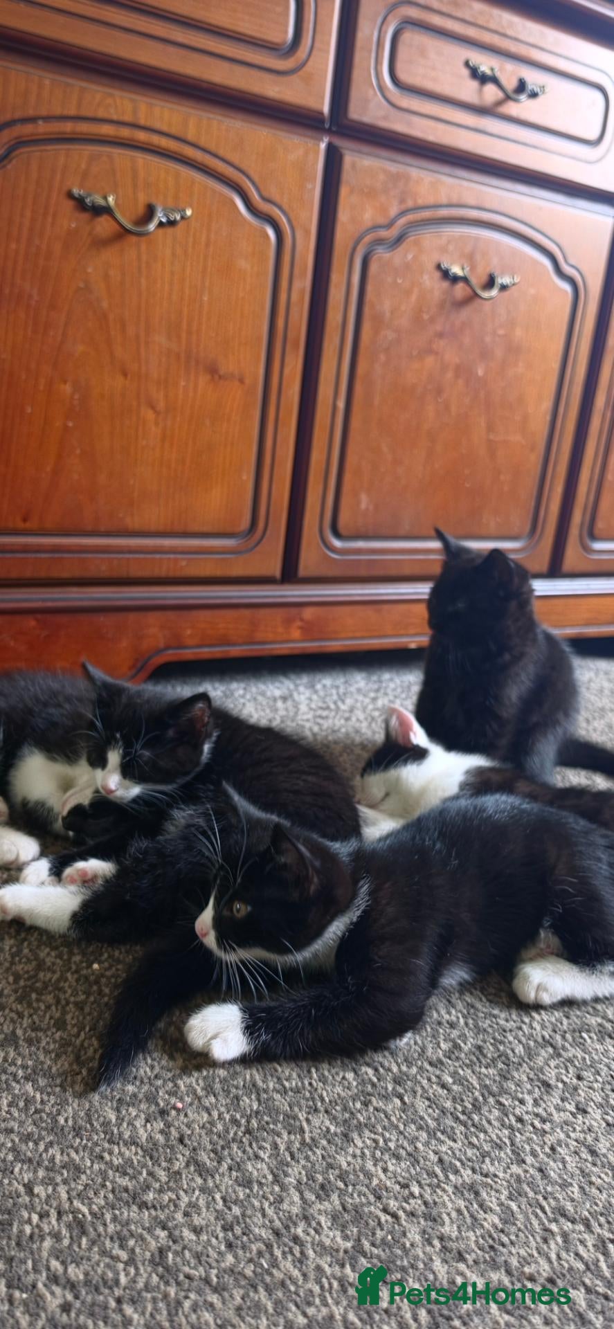 Mixed Breed cats for sale: Kitten - Advert 17