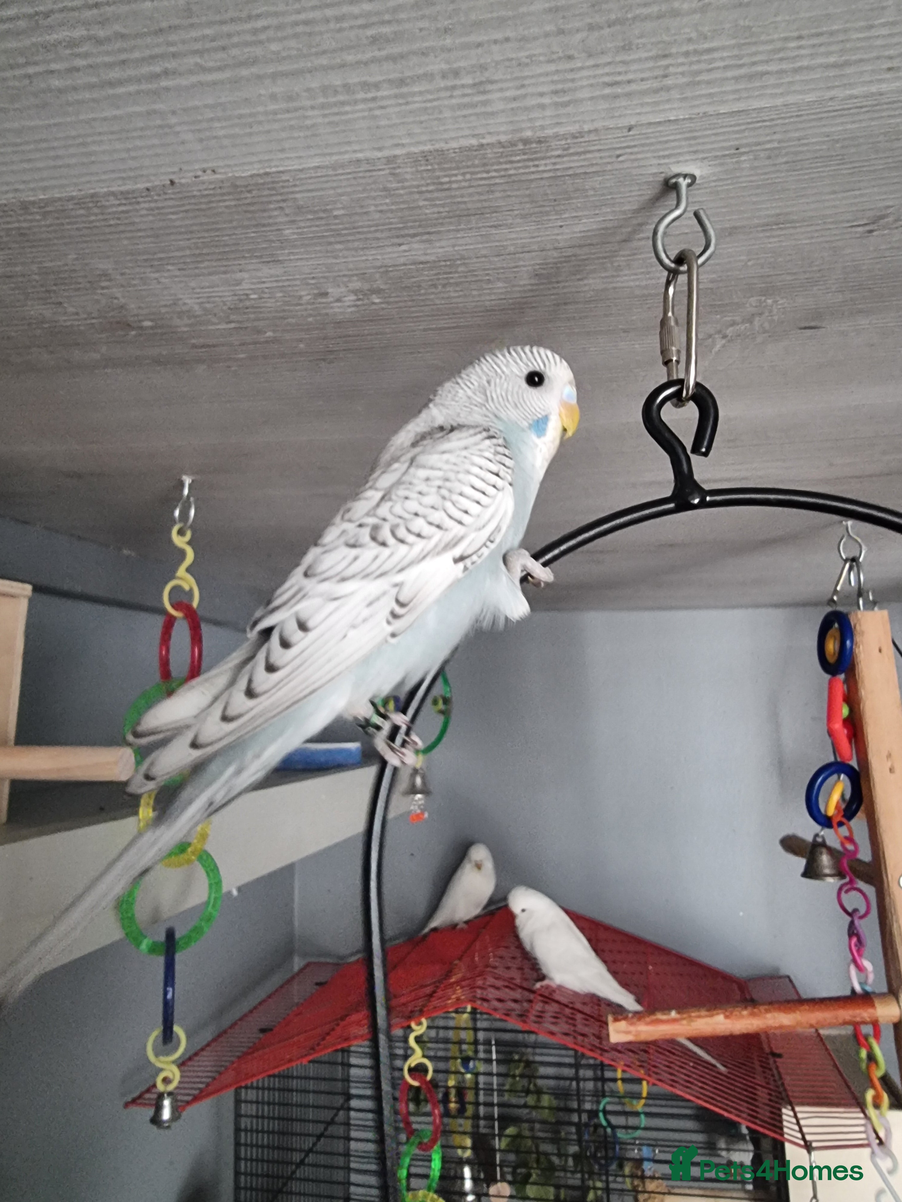 Budgerigars birds Budgie - Advert 1