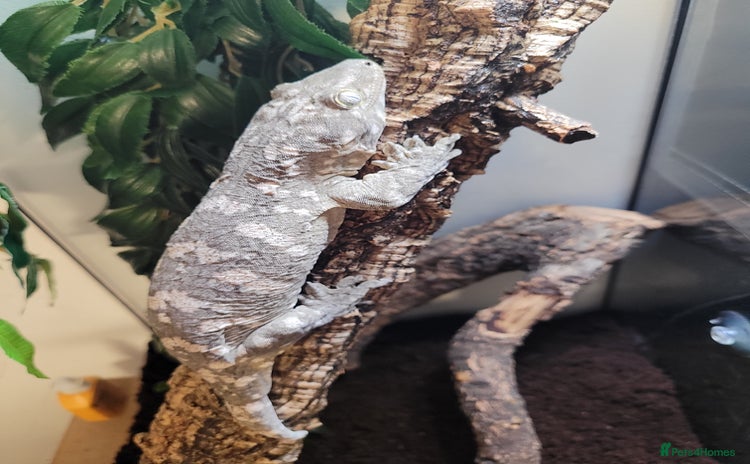 Gecko reptiles in Wigston - Advert 17