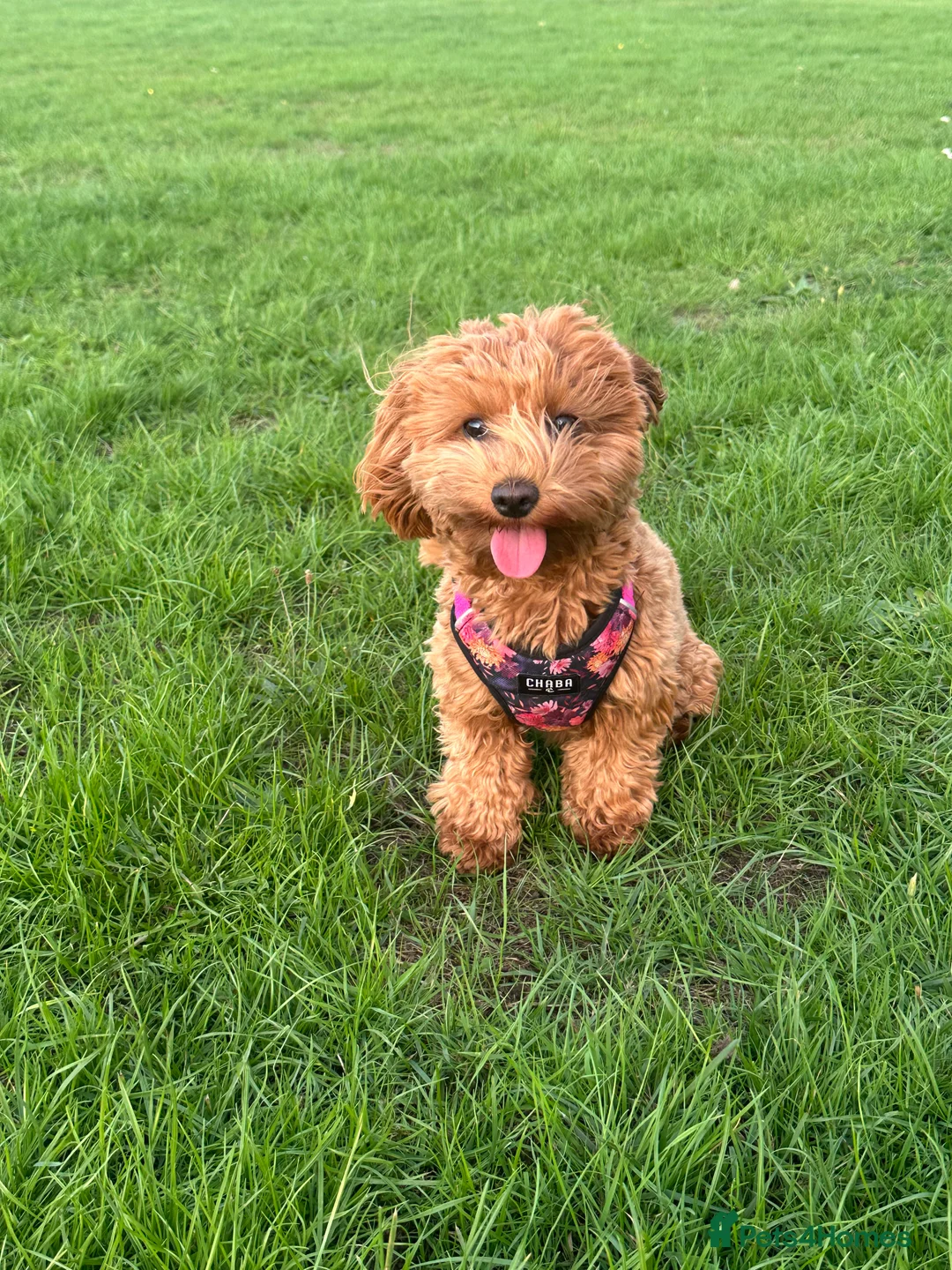 Maltipoo dogs for sale: Adorable maltipoo puppie🐶❤️ - Advert 5