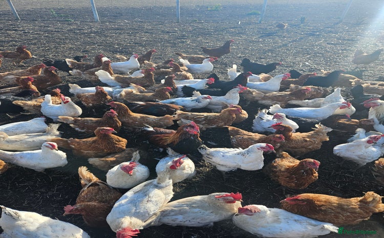 Chickens poultry - Advert 2