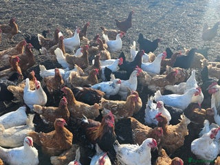 Chickens poultry - Advert 7