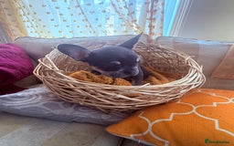 French Bulldog dogs for sale: Beautiful litter of French bulldog puppies  - Image 13