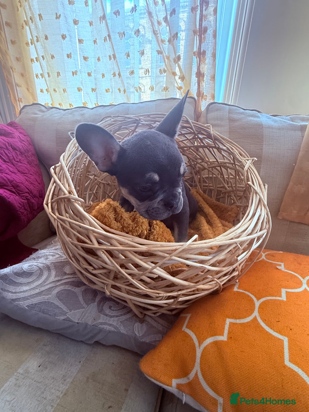 French Bulldog dogs for sale: Beautiful litter of French bulldog puppies  - Image 13