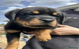 Rottweiler dogs for sale: Rottweiler puppies  - Image 20
