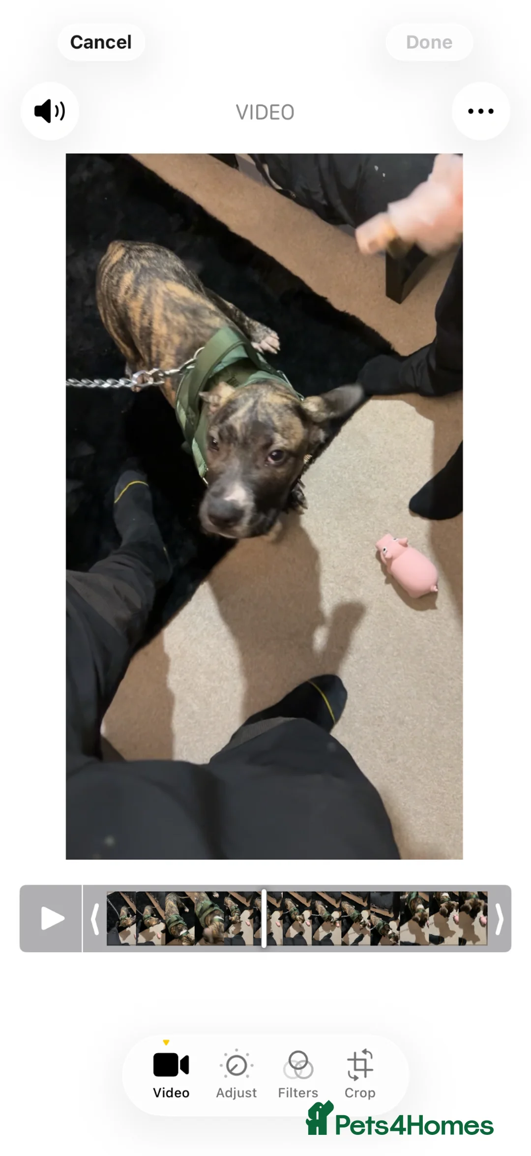 Mixed Breed dogs for sale: Presa canario cross Staffordshire terrior  in Basildon - Advert 2
