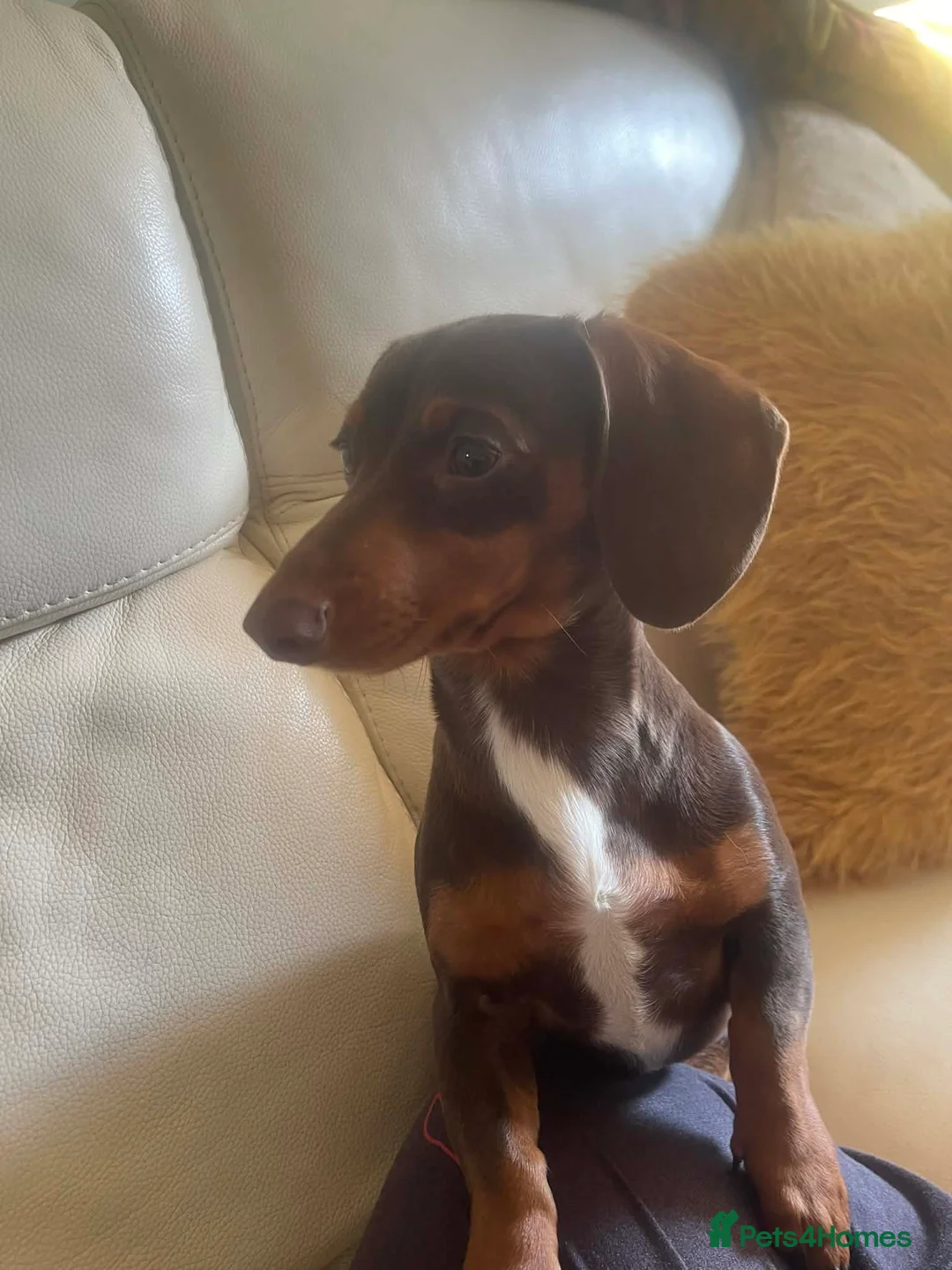 Miniature Dachshund dogs for sale: Chocolate and tan miniature dachshund  - Advert 1