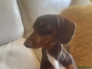 Miniature Dachshund dogs Chocolate and tan miniature dachshund - Advert 5