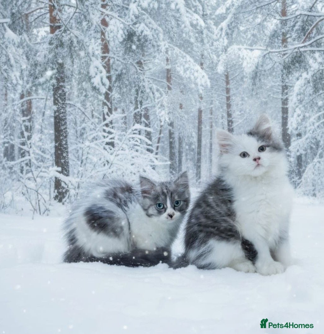 Siberian cats Siberian kittens with pedigree READY TO GO  - Advert 7