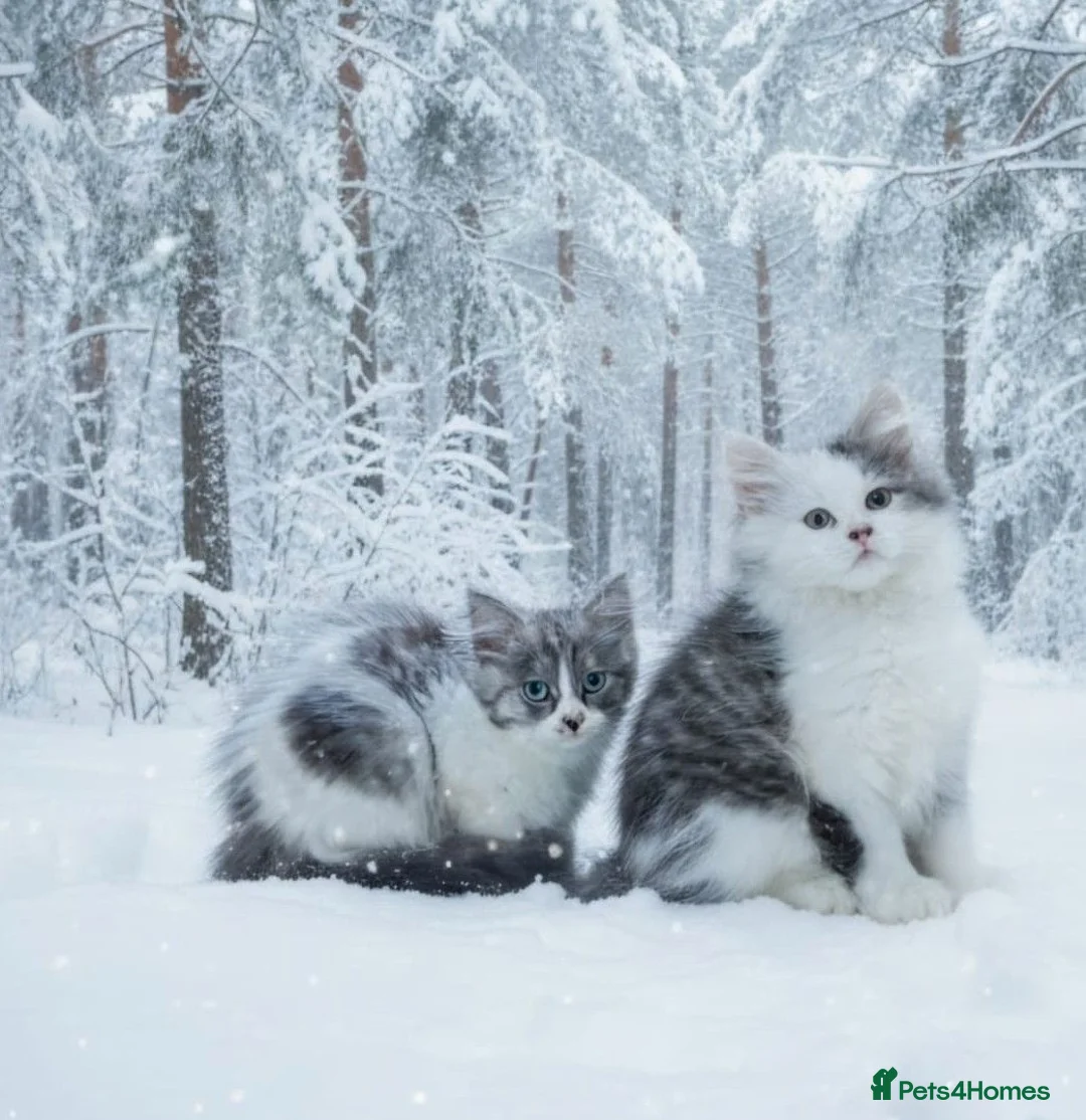 Siberian cats for sale: Siberian kittens with pedigree READY TO GO  - Advert 1