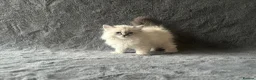Siberian cats for sale: 💎Championship Line - Last Available Kitten💎 - Advert 19