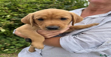 Labrador Retriever dogs - Advert 8