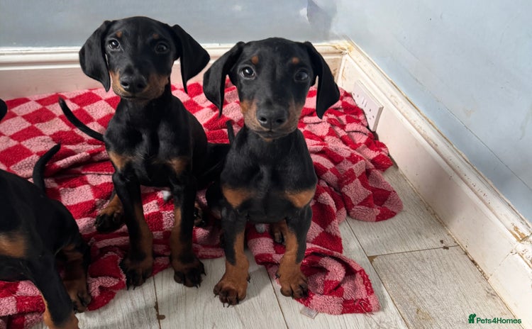 Dobermann dogs in Torquay - Advert 6