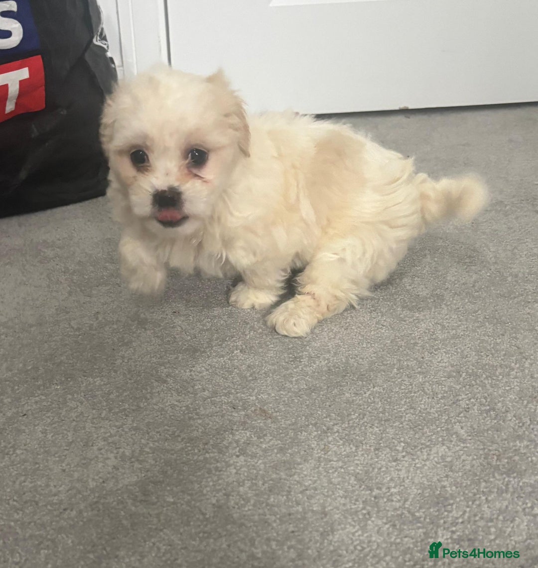 Maltese dogs for sale: Maltese puppies  - Image 6